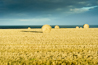 Yuri Evangelista - Landscape photography - Tumbleweeds